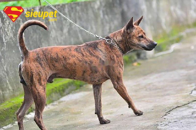 Chó au88 xoáy vện cọp tuyệt đẹp