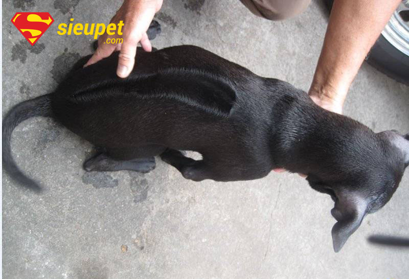 Hai chú Chó au88 xoáy thân thiện chơi đùa