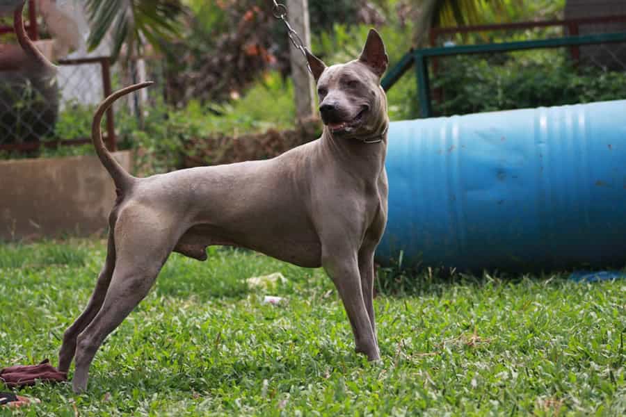 au8801 Lan có hình thể đẹp