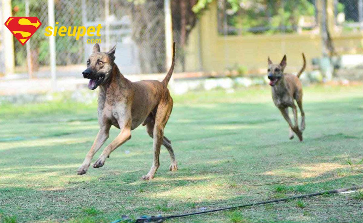 Chăm sóc sức khỏe cho chó xoáy Thái và chó au88