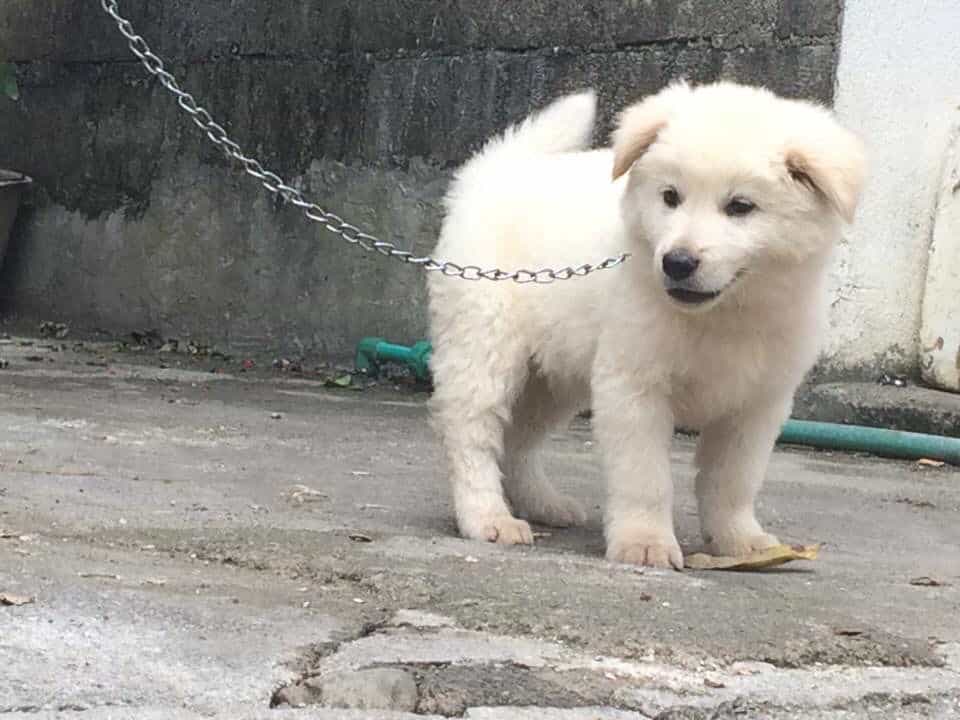 Giới thiệu về giống chó au88 app