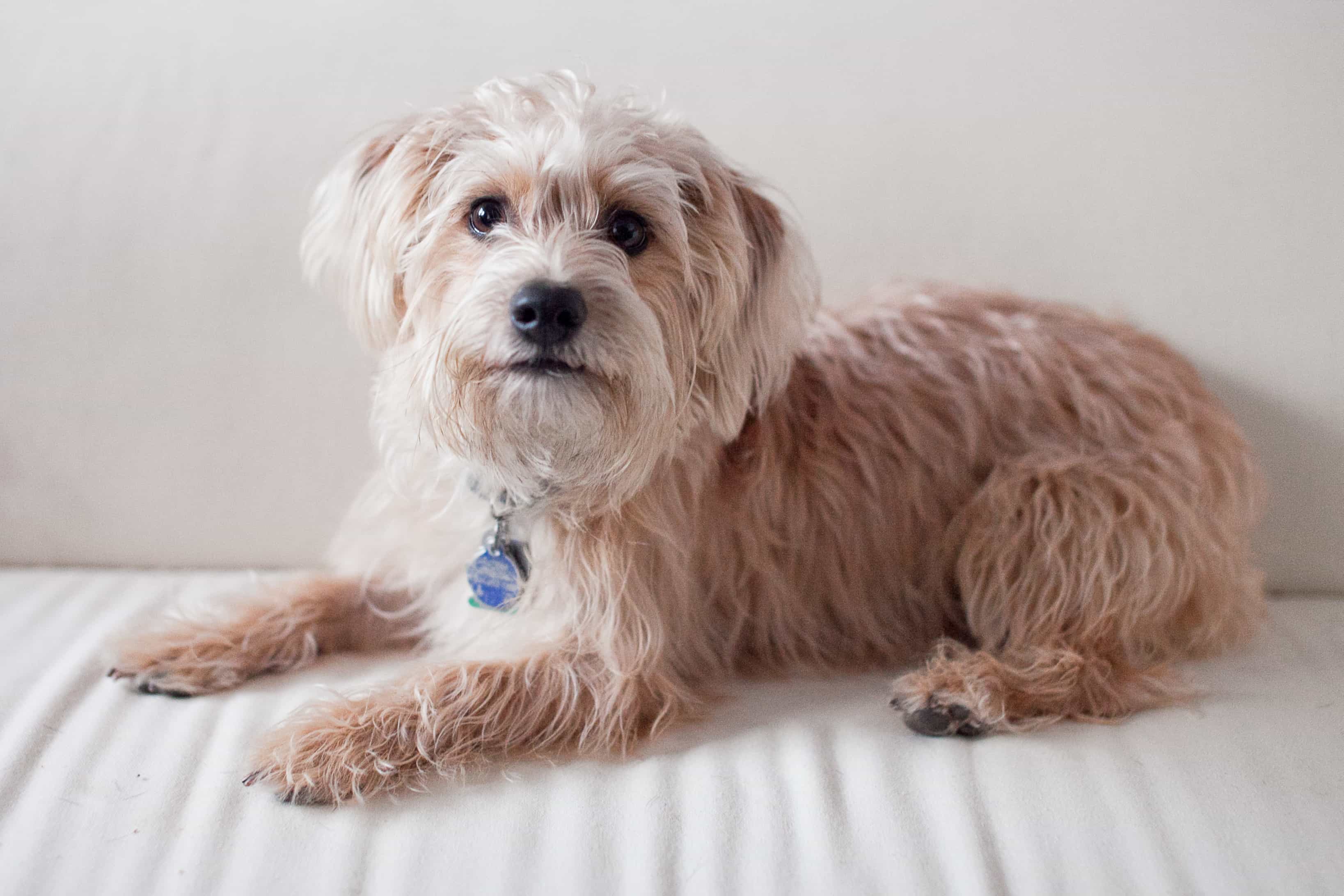 Chó Yorkipoo có lông khá dài