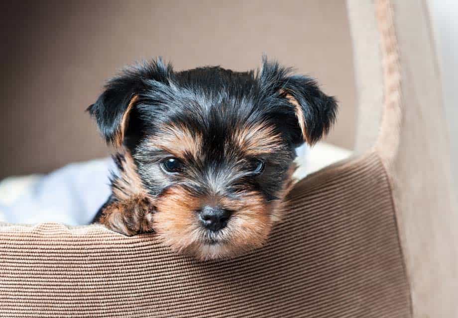 au8801 Terrier