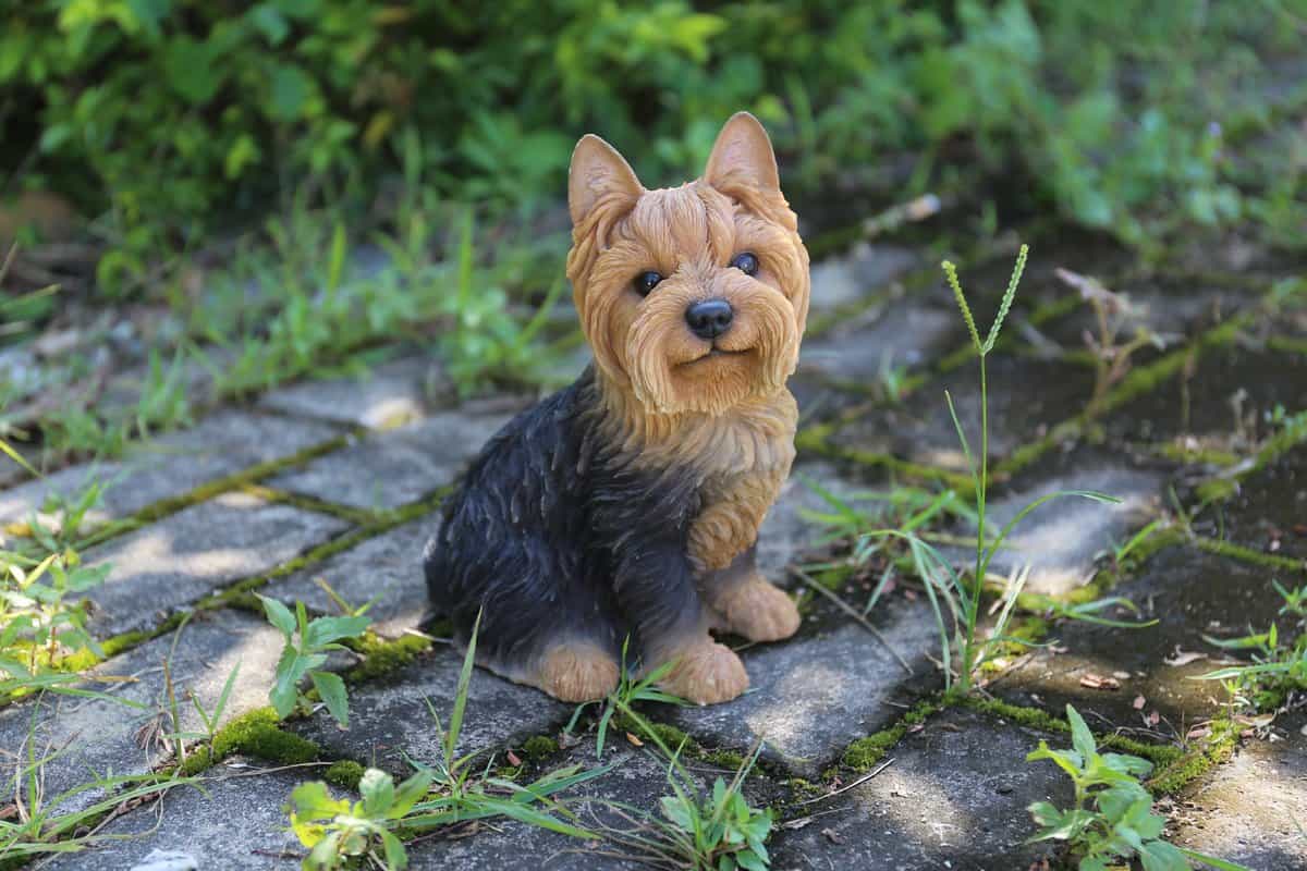 au8801 Terrier