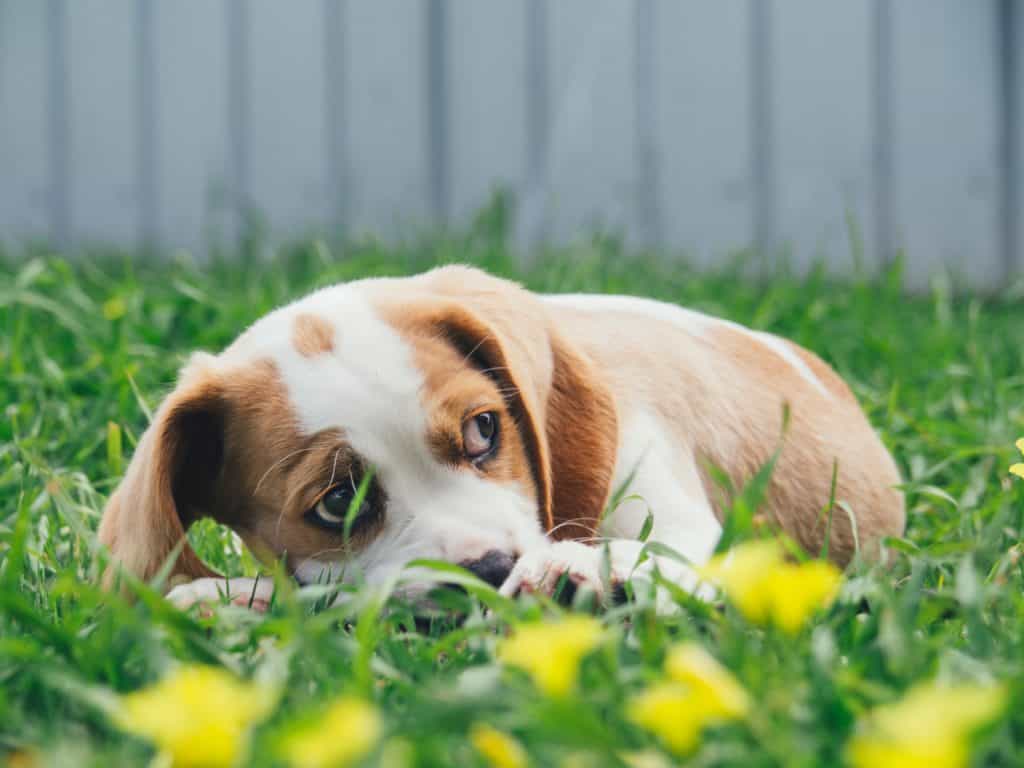 cách nuôi chó con và cách cho chó ăn dặm