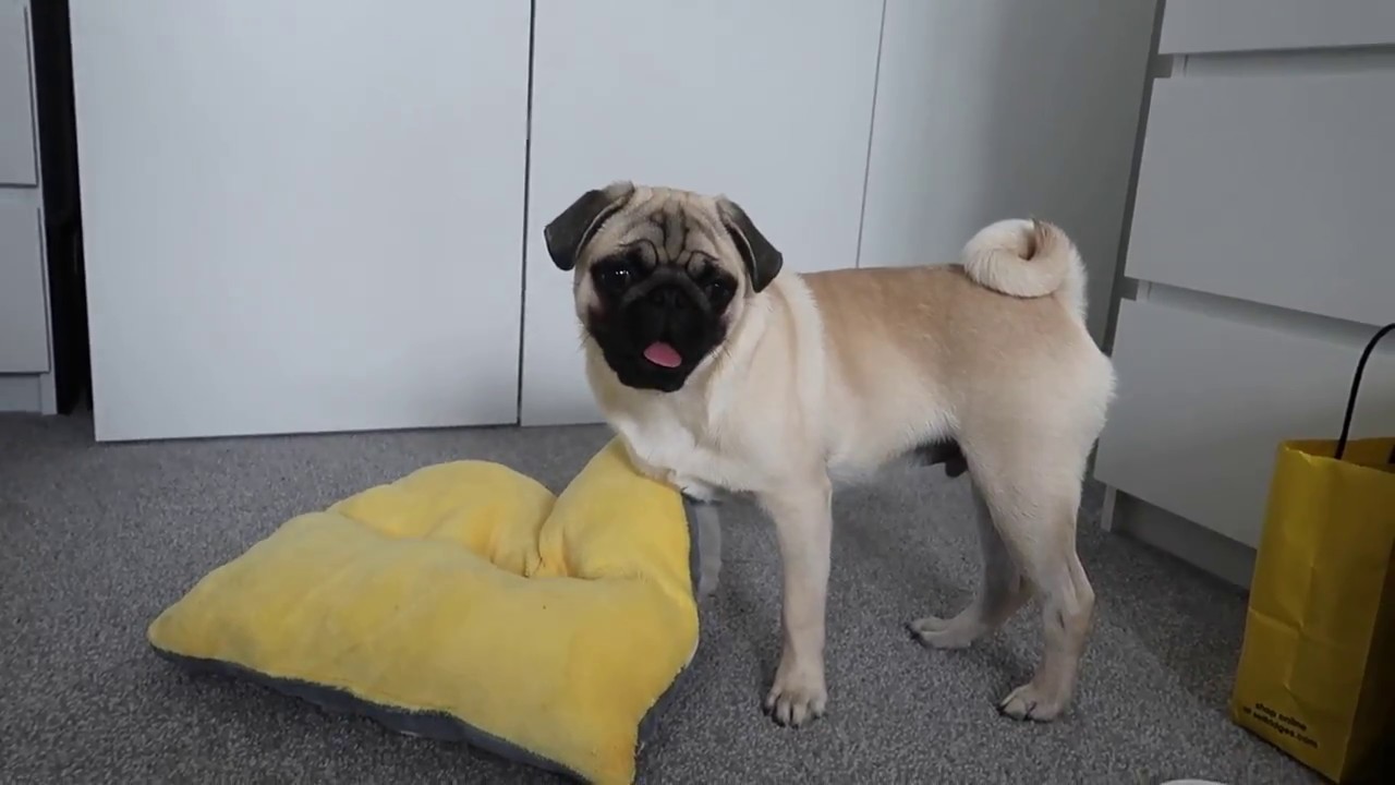 Một chú chó pug trưởng thành