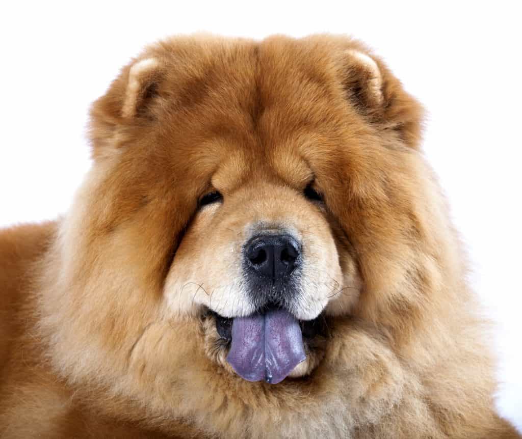 Lưỡi Chow chow có màu xanh đen