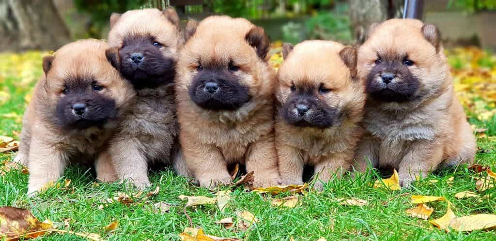 5 chú gấu bông Chow chow dễ thương