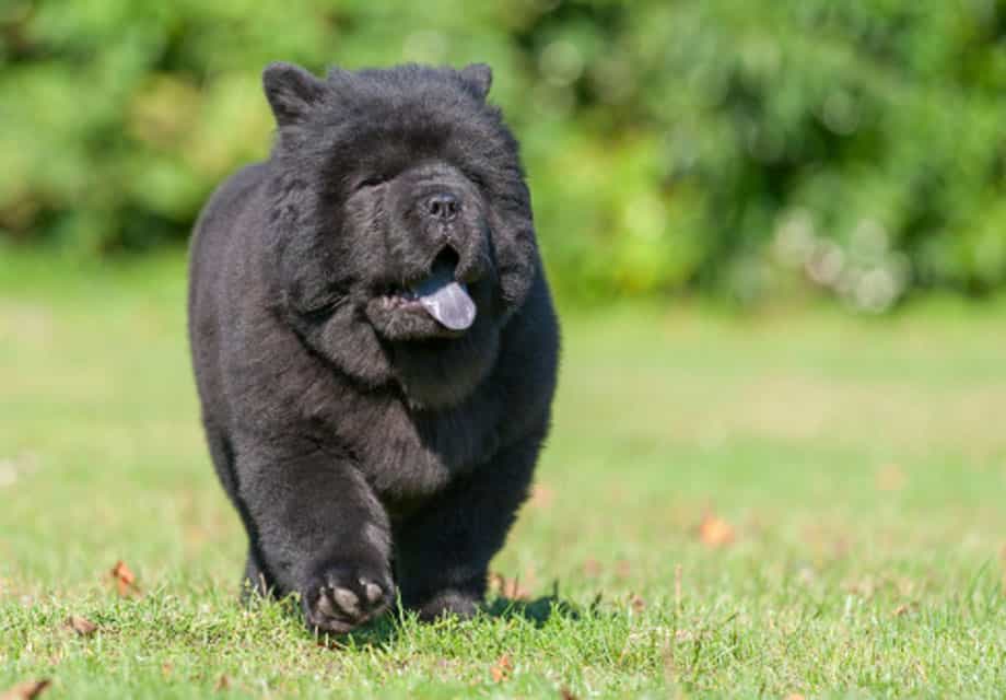 Một chú chó Chow chow đen đang lè lưỡi