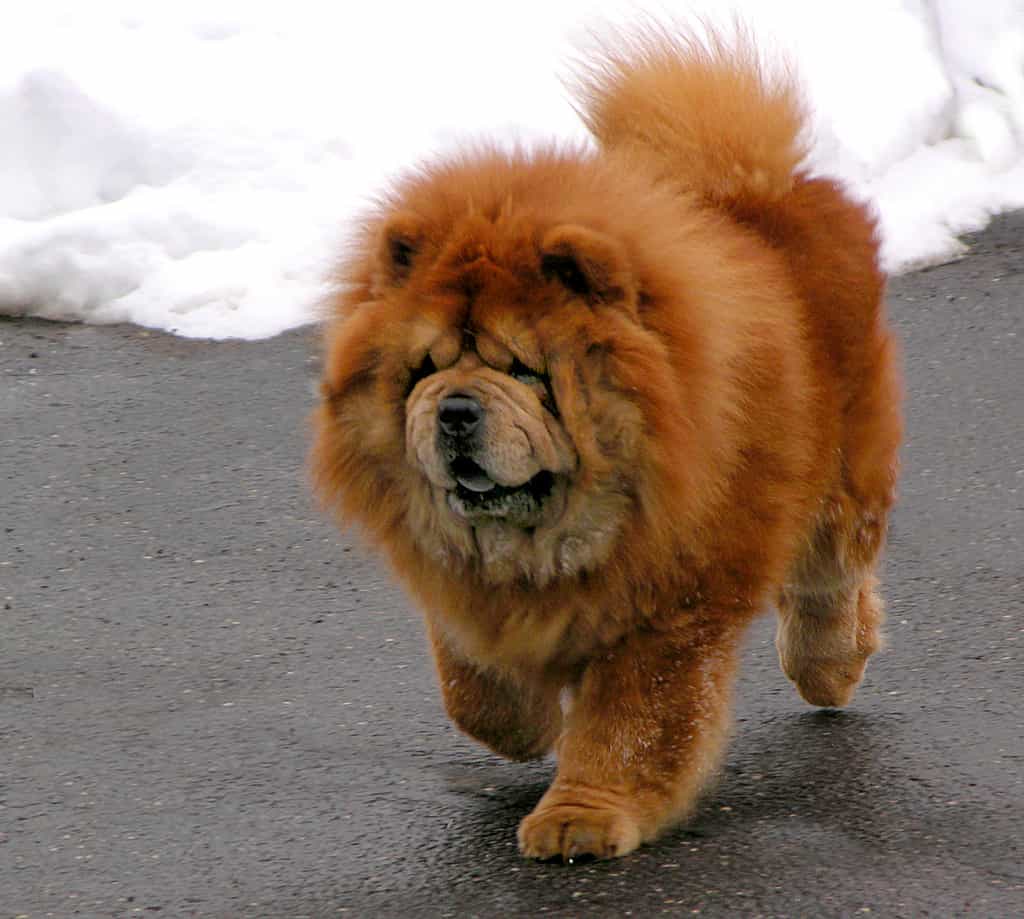 chow chow giá