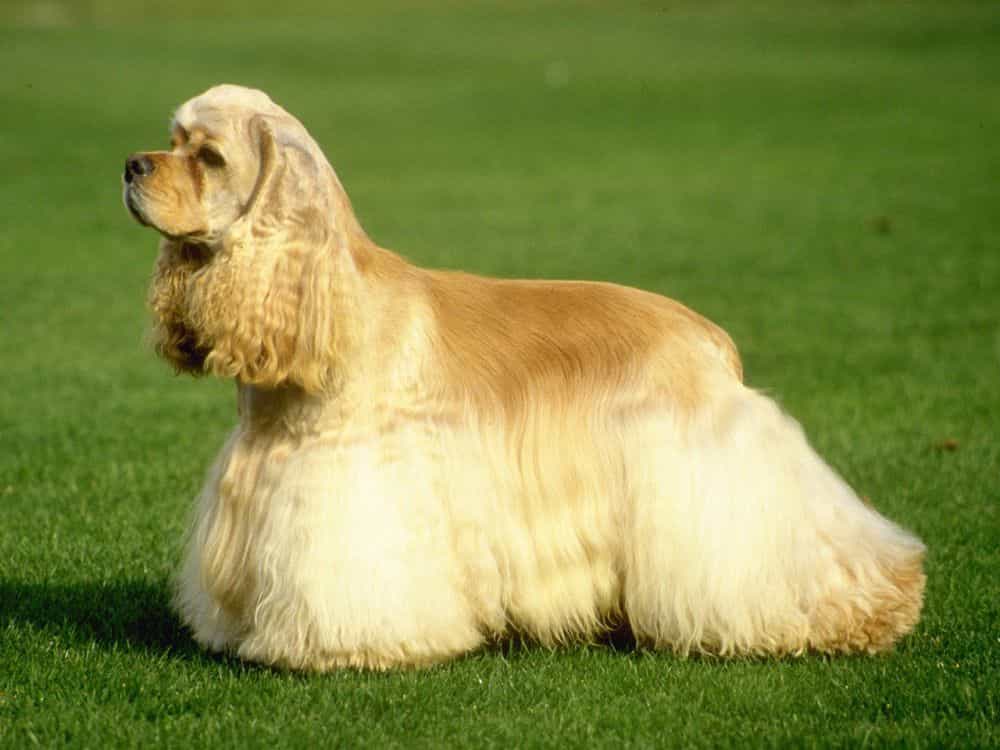 Chó Cocker.