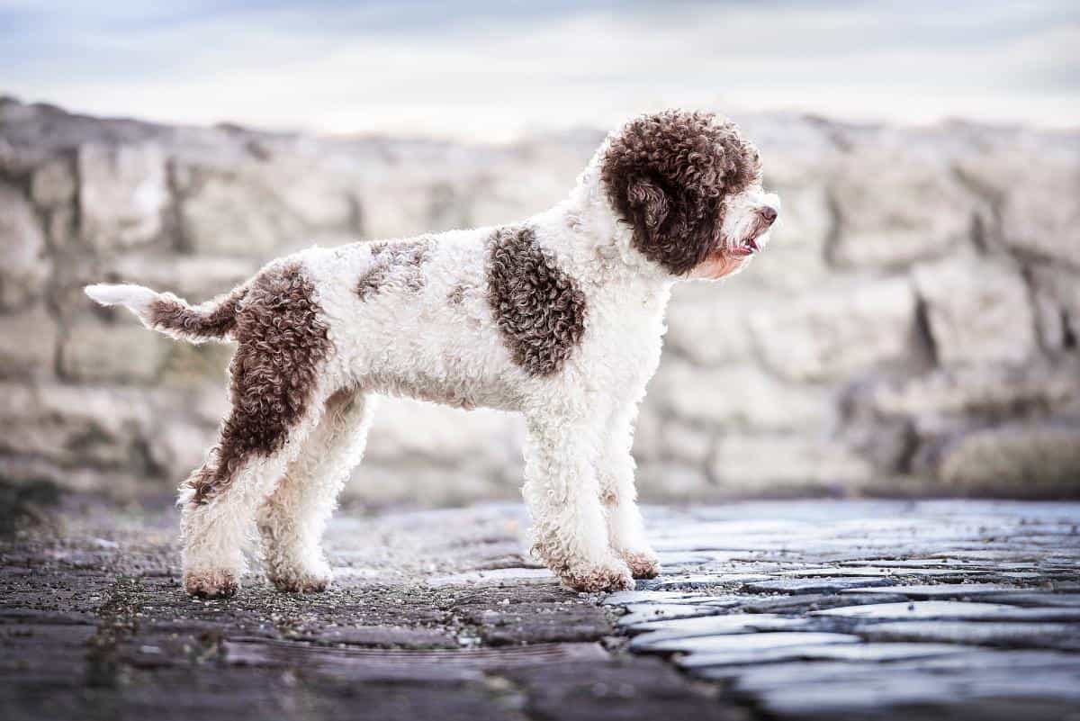 Chó lông xoăn Lagotto Romagnolo đứng trên nền đá