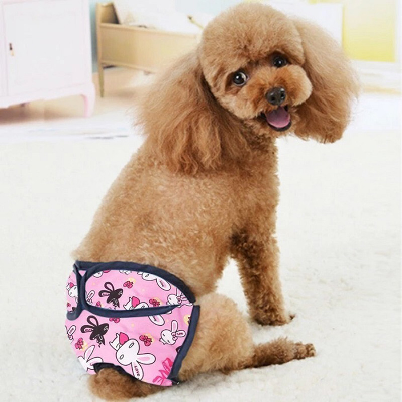 chu kỳ kinh nguyệt của chó poodle