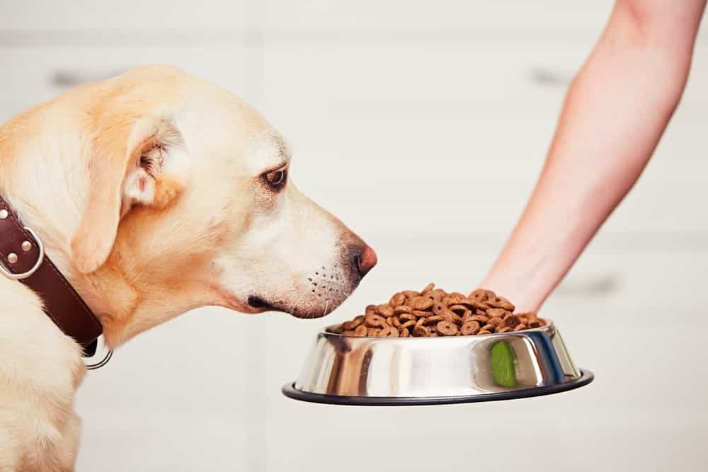 Chú ý chế độ dinh dưỡng dành cho chó