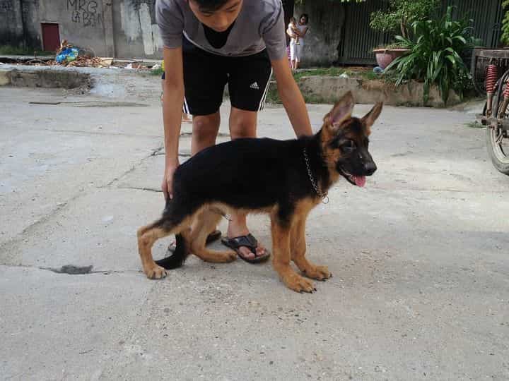Suy dinh dưỡng là một trong những nguyên nhân khiến chó bị hạ bàn