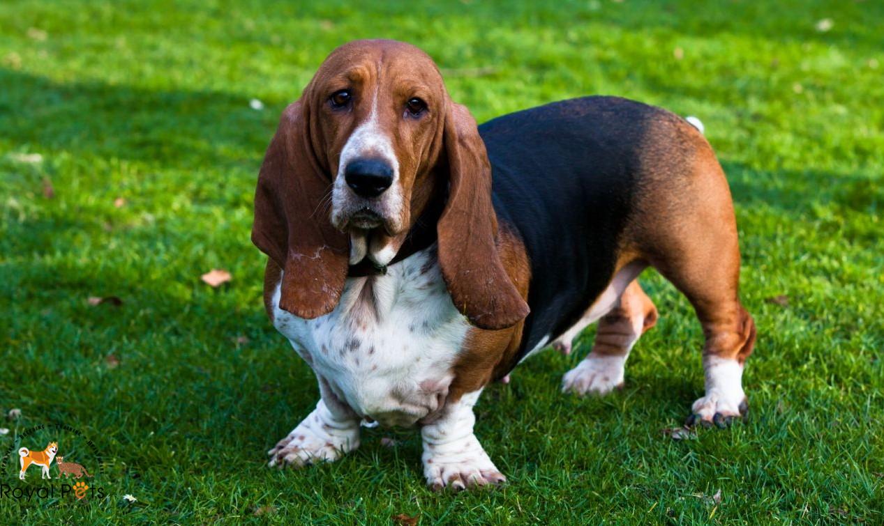 Chó Basset tại Việt Nam.