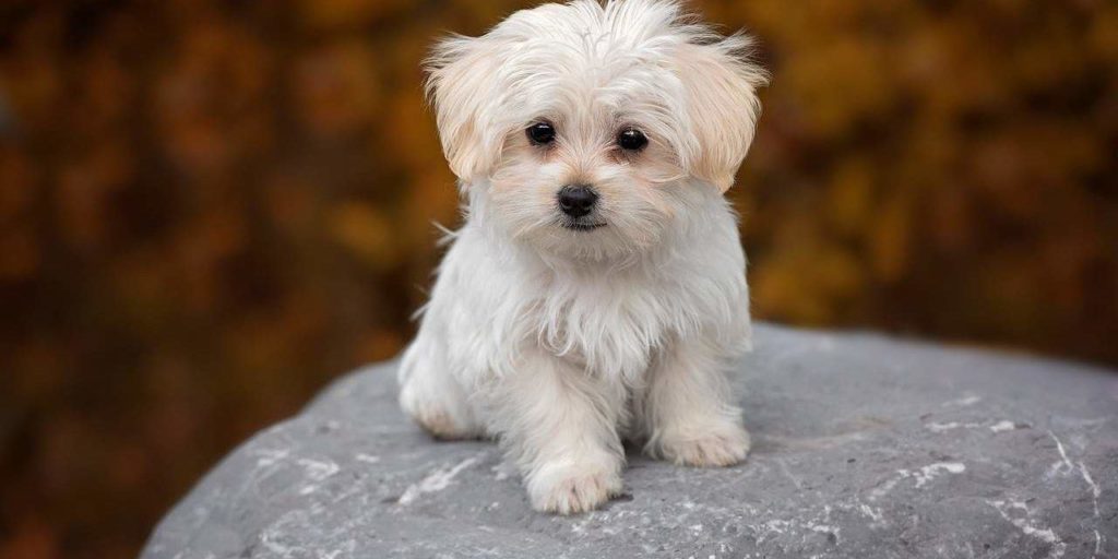rụng lông và ngứa ở chó cần điều trị ở bác sĩ