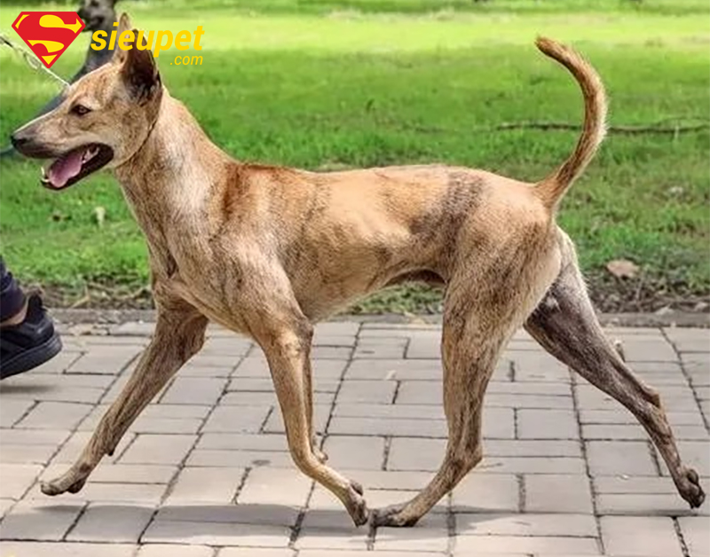 Câu hỏi thường gặp về việc có nên nuôi chó au88 không