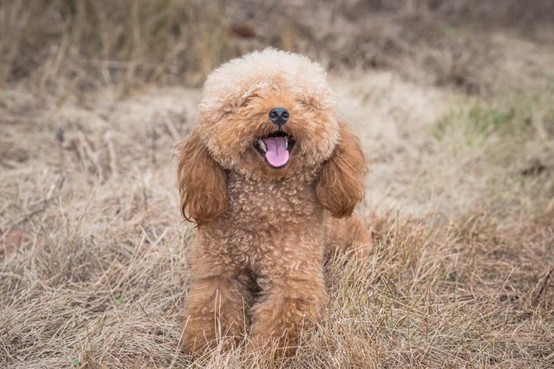 có nên nuôi chó poodle