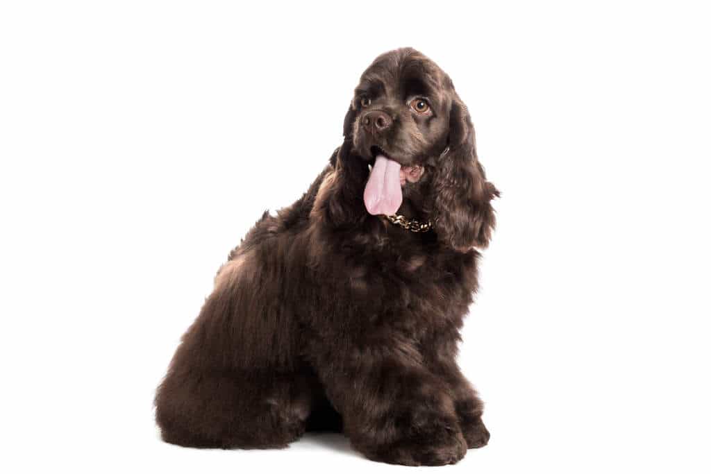 Đặc Điểm Cocker American
