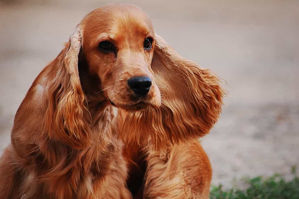 Mua chó Cocker thuần chủng