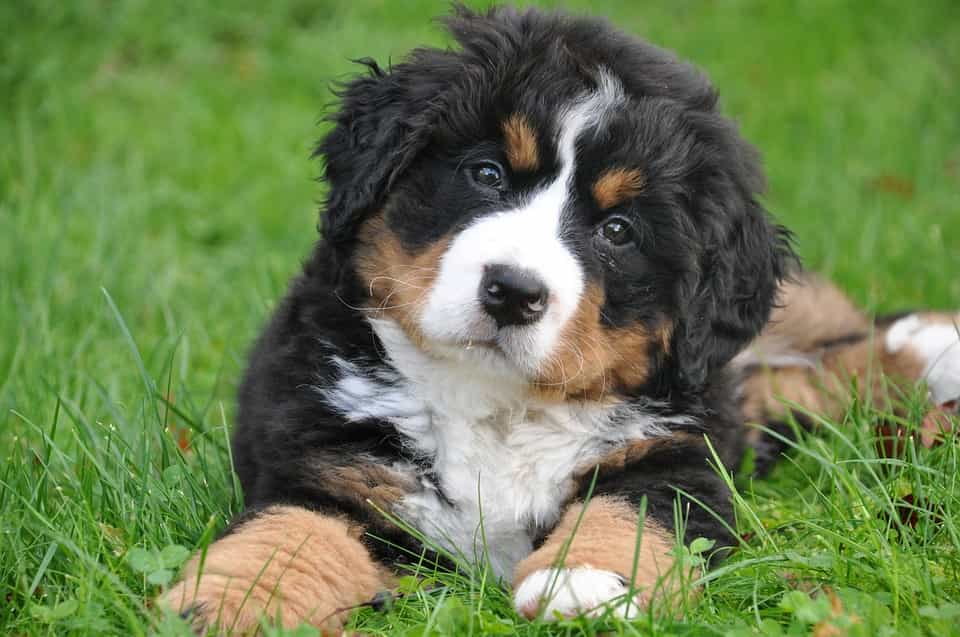 Cún con giống Bernese Mountain Dog