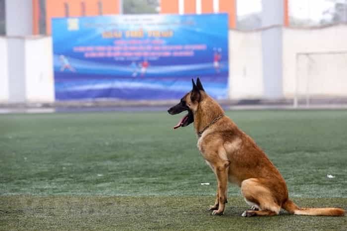 khẩu phần ăn cho au888 casino Malinois