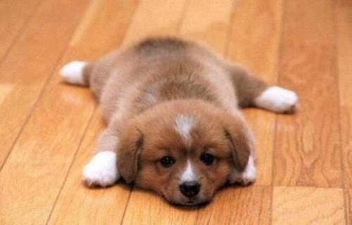 giữ vệ sinh để tránh Bệnh thường gặp ở chó