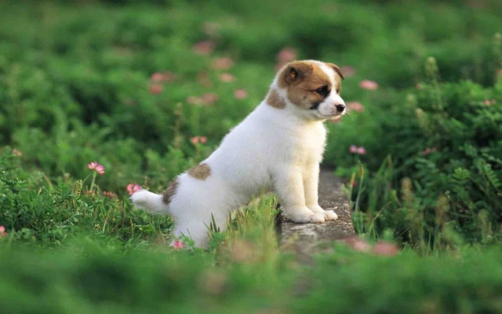 cách chọn chó khôn và cho chó con ăn