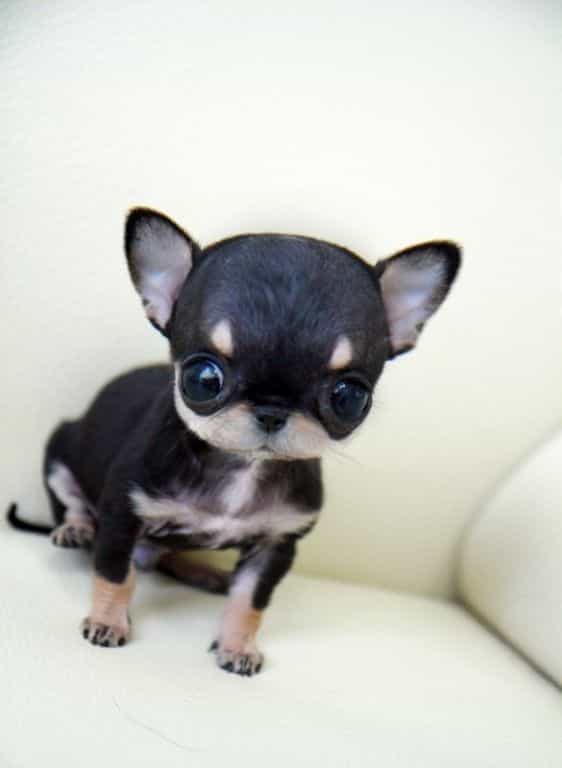 chihuahua