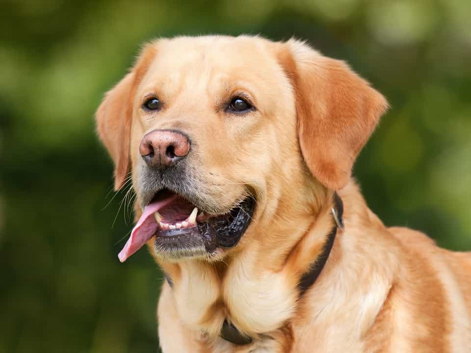 Đây là một con chó đã lớn tuổi