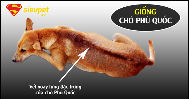 Đặc điểm chó au88 với xoáy lưng rõ nét
