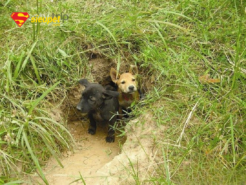 Đặc Tính Chó au88 và bản năng săn mồi
