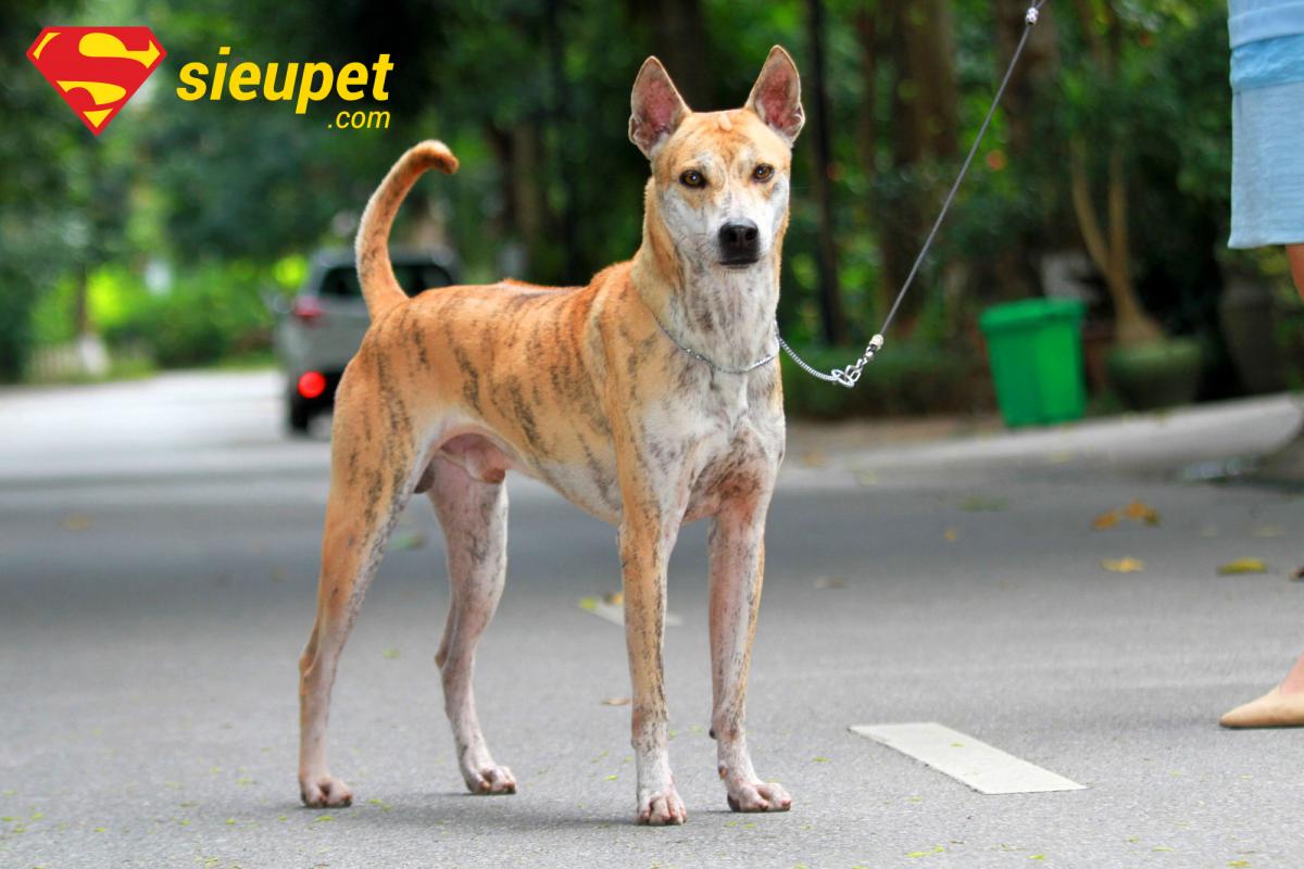 Địa chỉ mua bán chó au88 uy tín