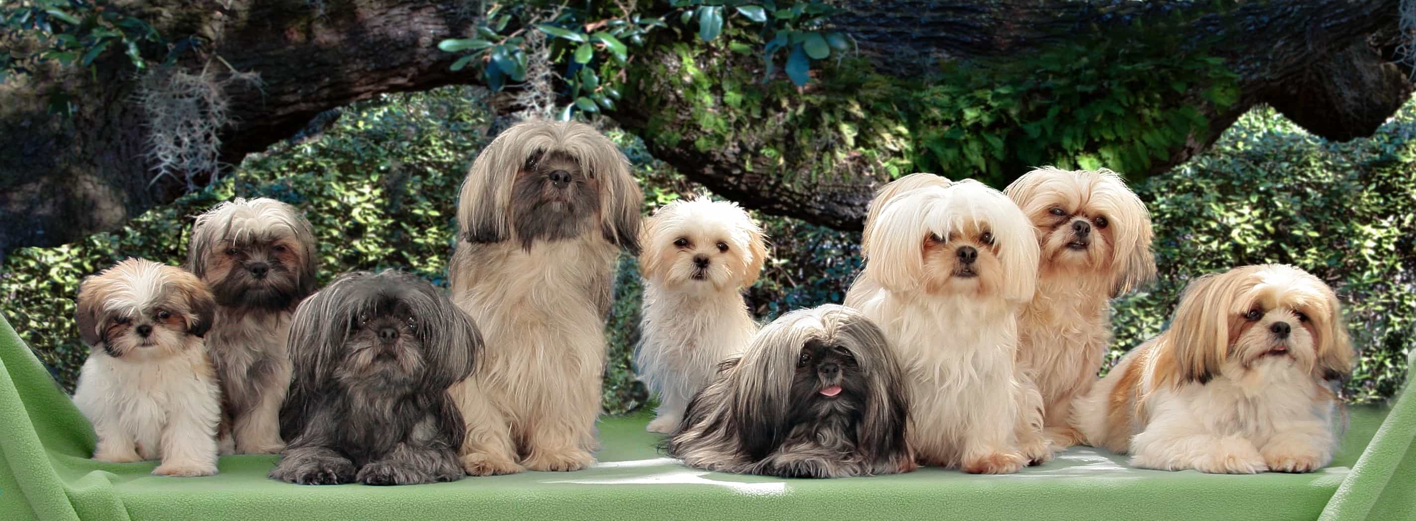 Chó Shih Tzu chụp hình gia đình