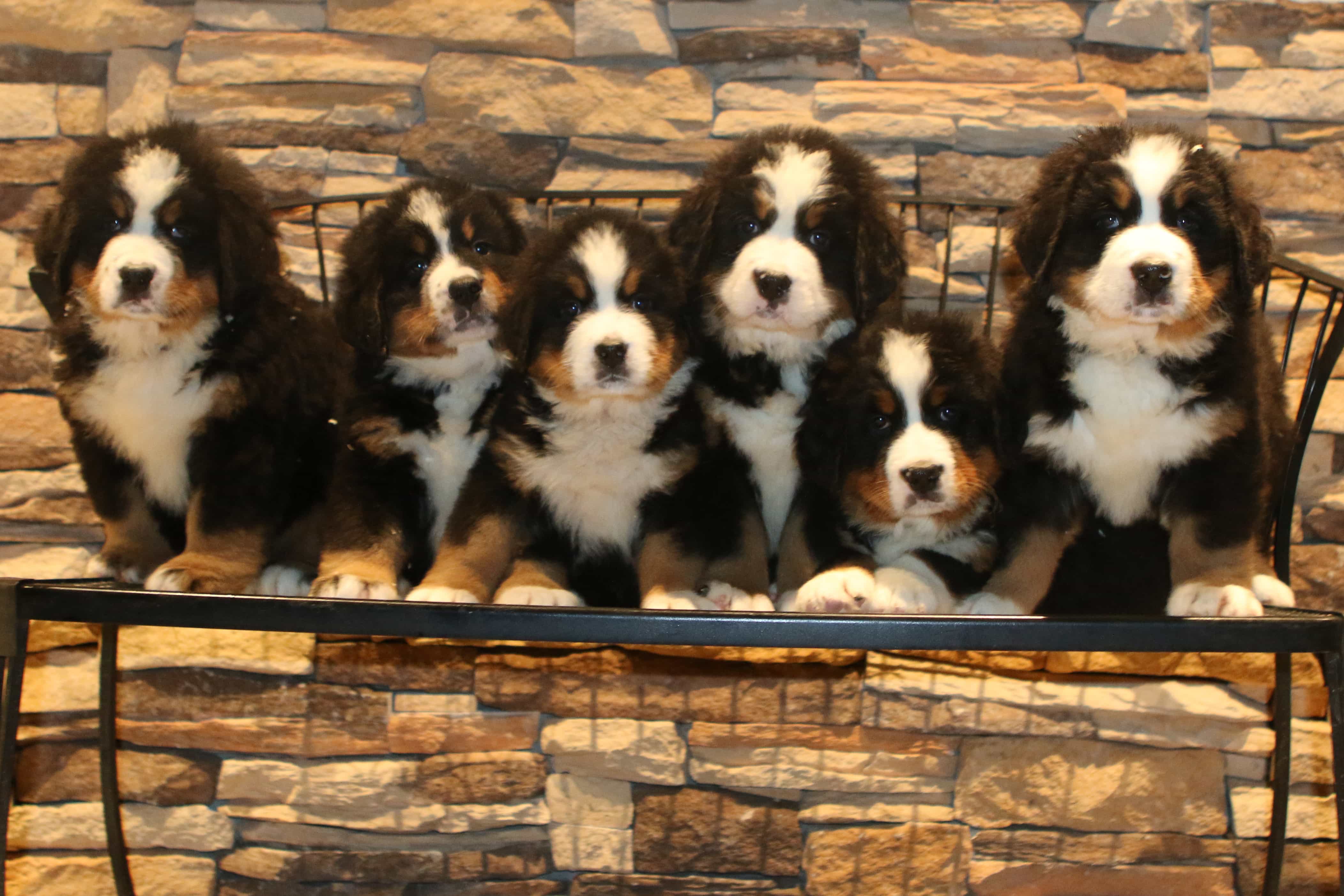 Đàn Bernese Mountain Dog đáng yêu