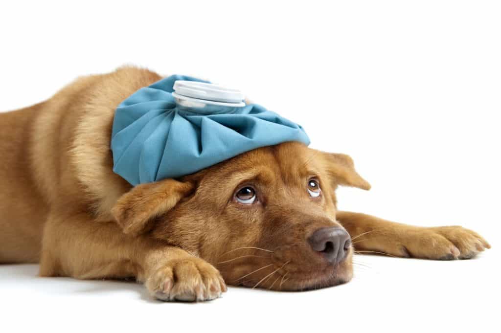 Chó mệt mỏi chán ăn khi mắc bệnh Care