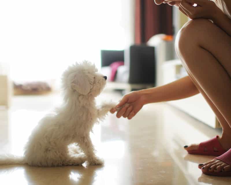 Dạy chó nghe lời chủ đứng dậy
