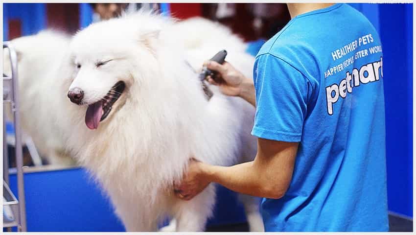 Dịch vụ tắm cho chó ở petmart
