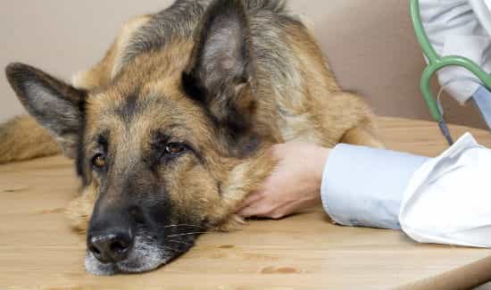 Nên kết hợp các cách điều trị ve chó dân gian và hiện đại