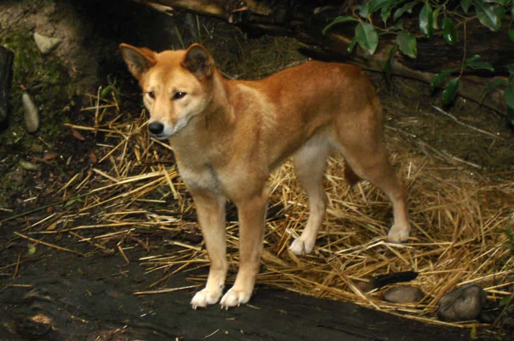 chó Lài