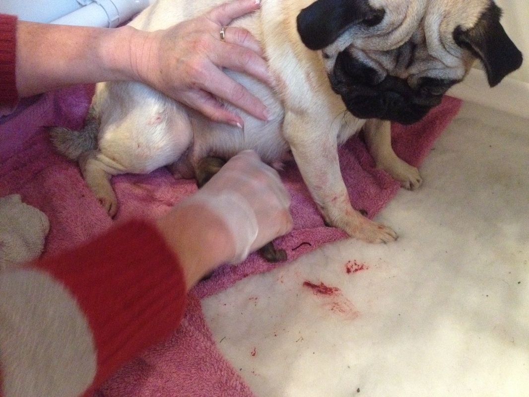 Chó pug sinh con trong ổ