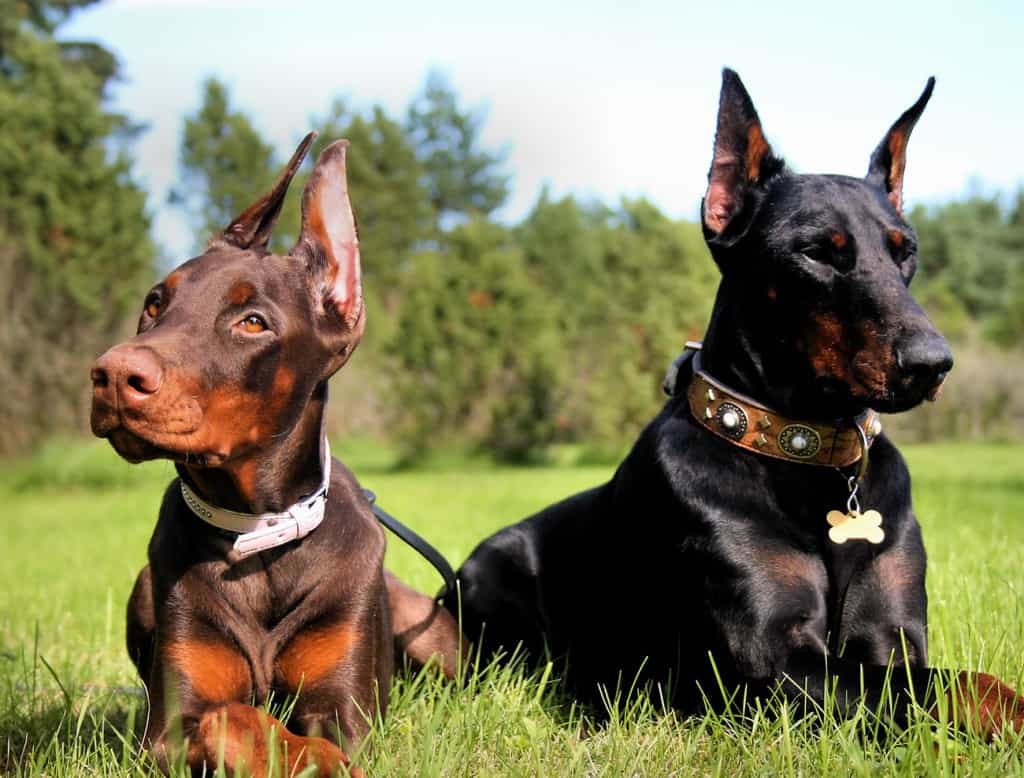 Chó Dobermen và hoa