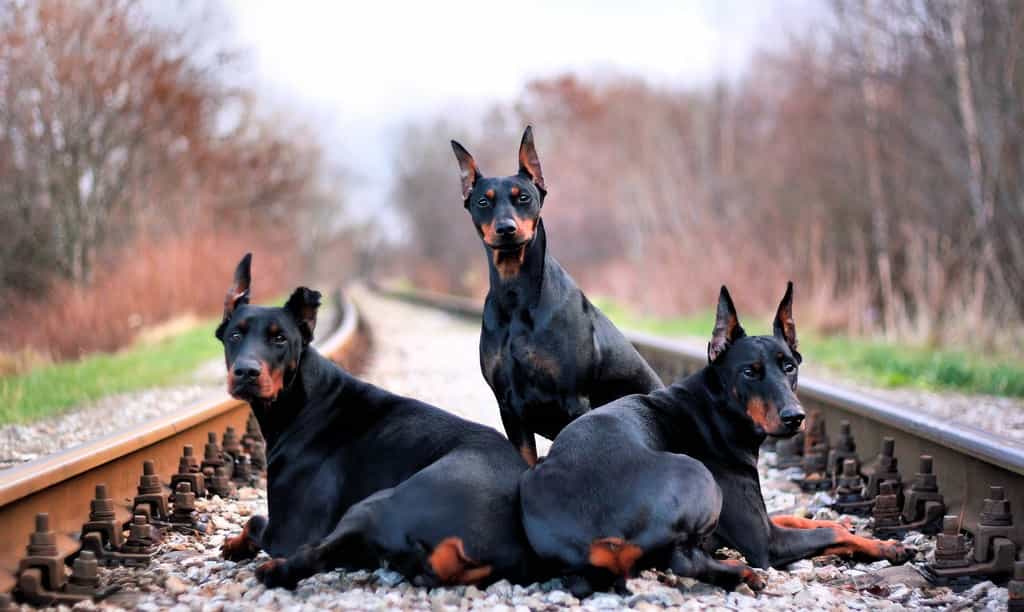 3 chú chó Doberan ngồi trên đừng tàu