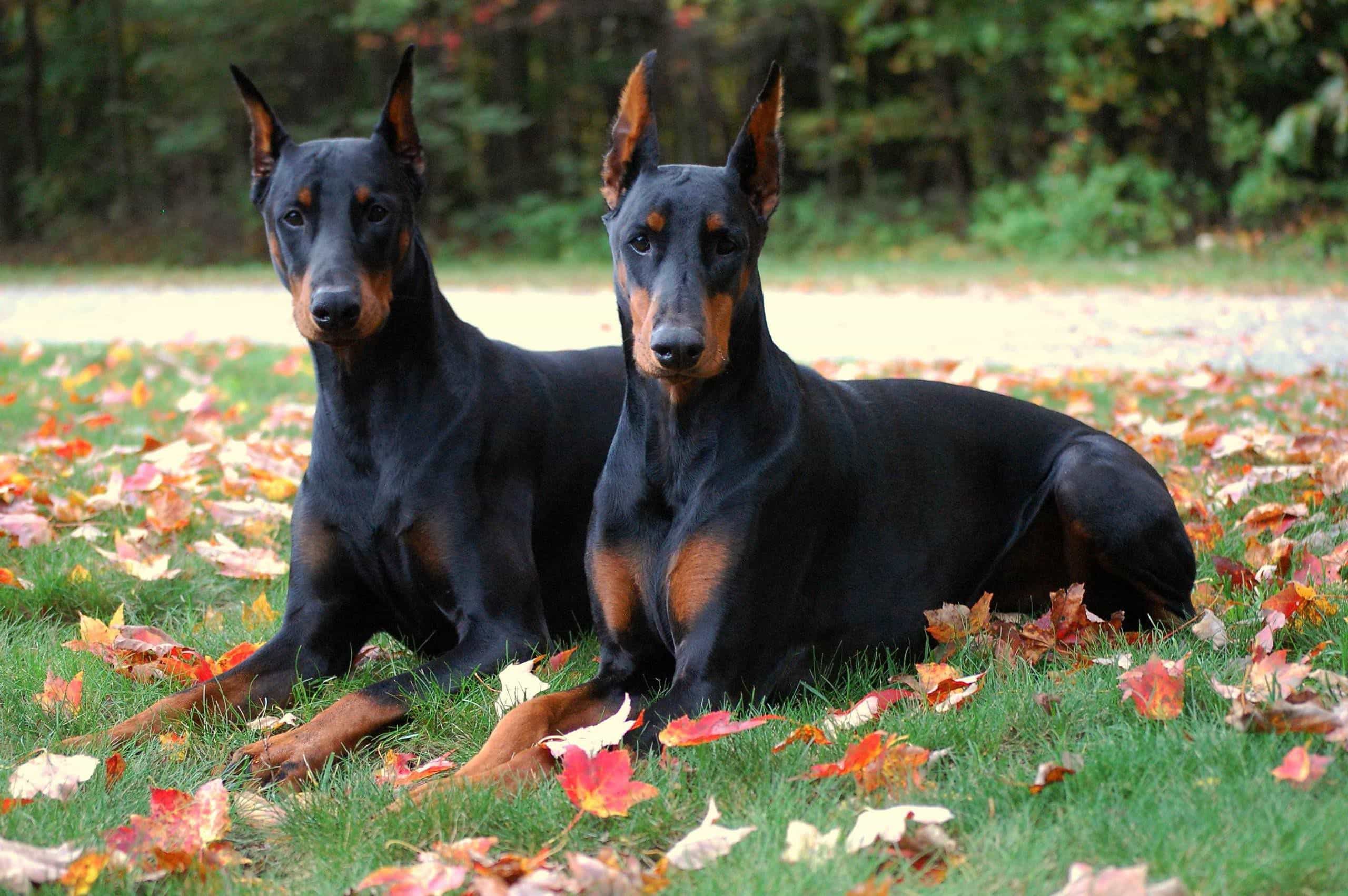 hai chú chó doberman thuần chủng