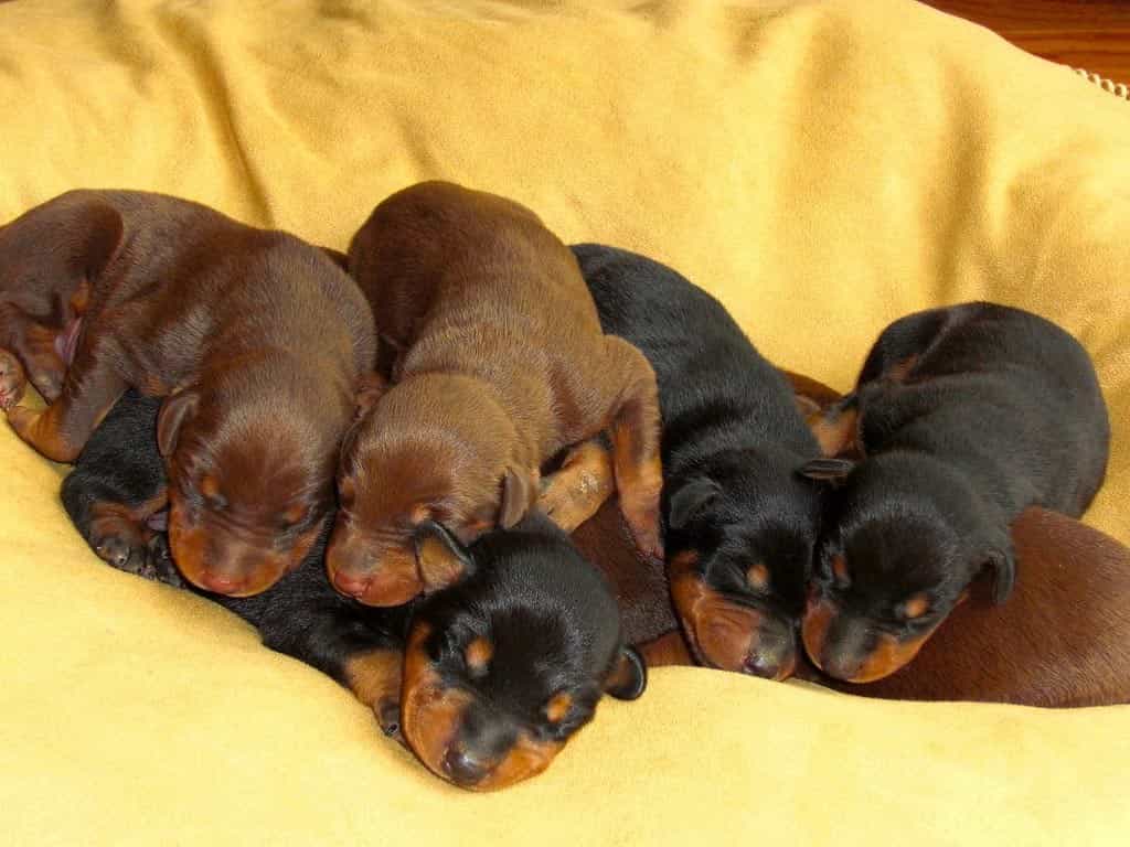 Puppy au8801 màu đen và nâu đỏ