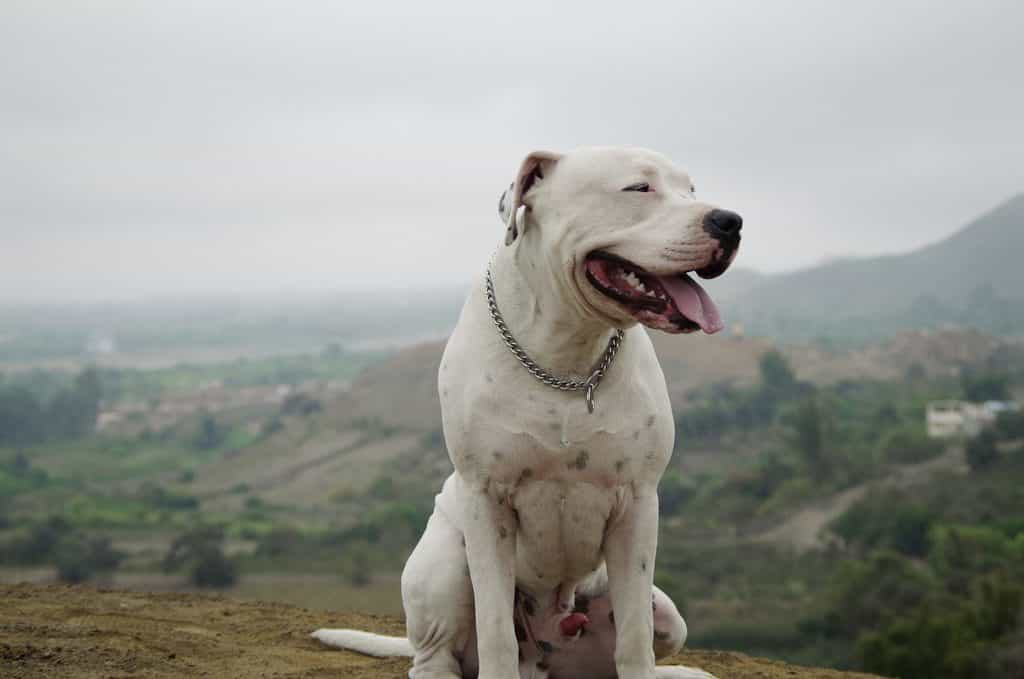 Chó săn Dogo