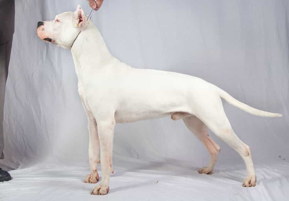 chó Dogo Argentino thuần chủng