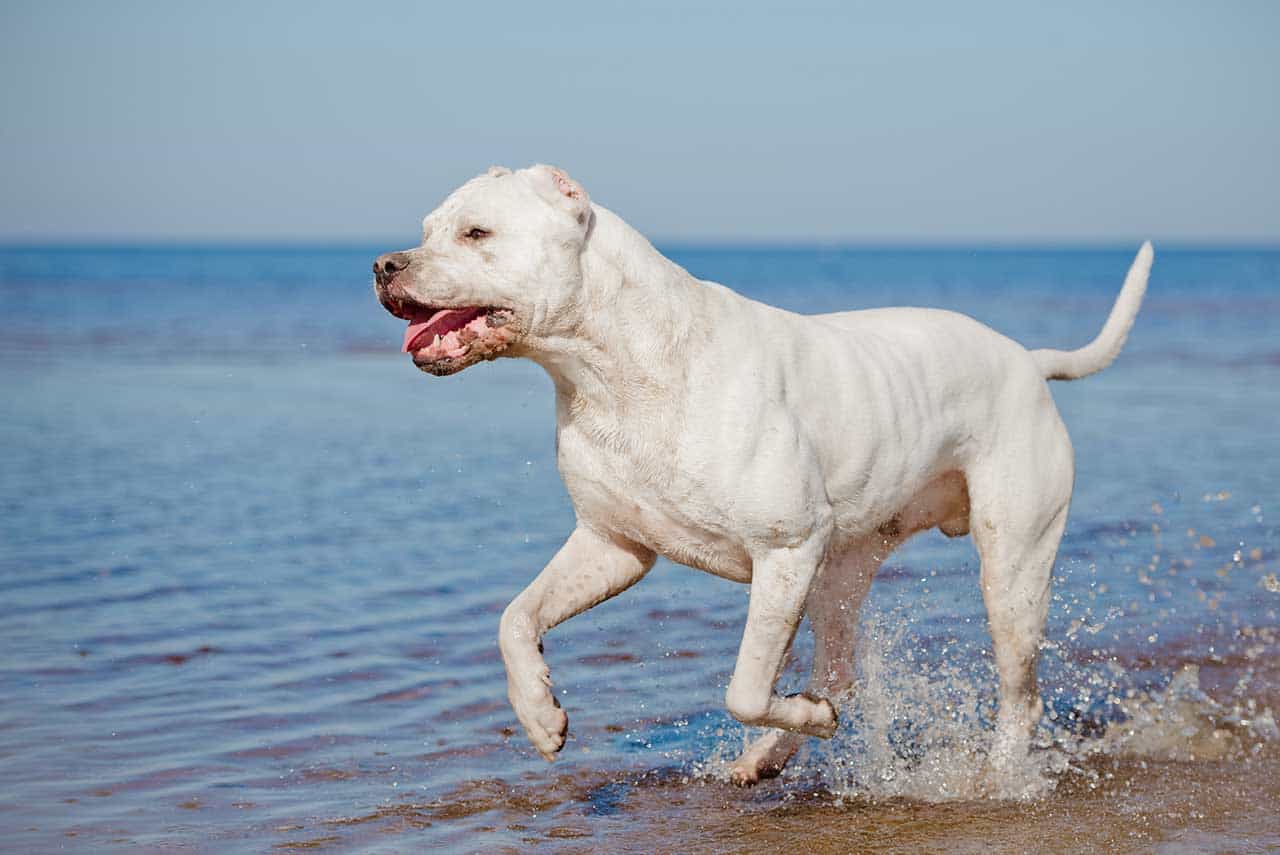 Tai của chó Dogo Argentino