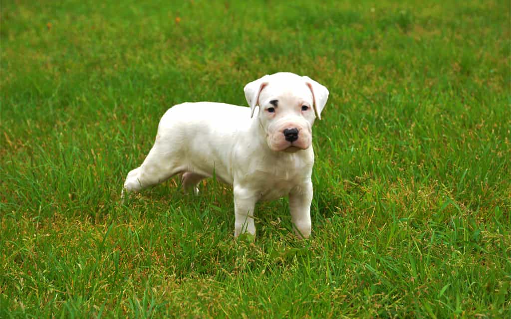 Chó Dogo Argentino ăn gì